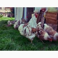 Інкубаційне яйце та курчата. Віандот: срібло, біле золото, помаранчевий