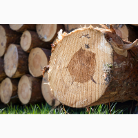 Продаю дрова дуб, ясень, акация, без предоплаты, доставка по области