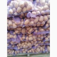 Продам картофель бюджет