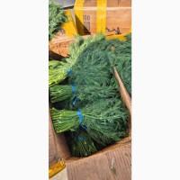 Продам зелень, овочі та фрукти