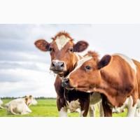 Купую корів, биків, теличок
