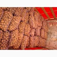 Продам картоплю від населення. Від 20тон. Сорти різні, пофасована по сортах