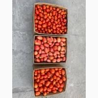 Продам помідори оптом, в наявності об#039;єм, ціна договірна