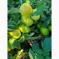 Продам зелені помідори вищого гатунку