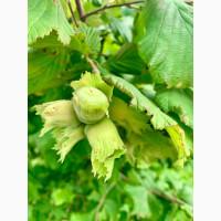 Саджанець фундука Істрійський довгий (Istarski dugi) - дворічний