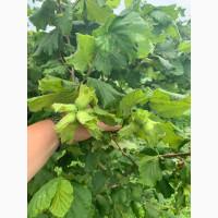 Саджанець фундука Істрійський довгий (Istarski dugi) - дворічний