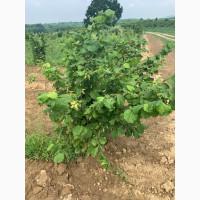 Саджанець фундука Істрійський довгий (Istarski dugi) - дворічний