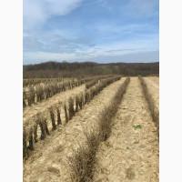 Саджанець фундука Істрійський довгий (Istarski dugi) - дворічний