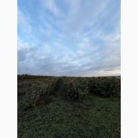 Саджанець фундука Істрійський довгий (Istarski dugi) - дворічний