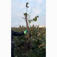 Саджанець фундука Істрійський довгий (Istarski dugi) - дворічний