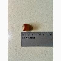 Саджанець фундука Істрійський довгий (Istarski dugi) - дворічний