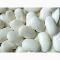 Сортова квасоля в асортименті