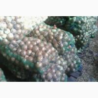 Лук для переробки, сушіння та соціальних закупівель • Продаж оптом