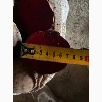 Продам Столовий буряк