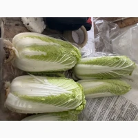 ПРОДАМ пекинскую капусту