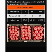 Sprzedam Pomidor