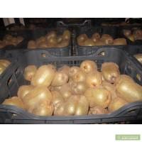 Оптом киви по приемлемой цене!