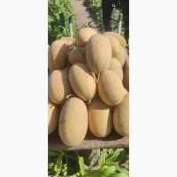 Продам диню Мазім