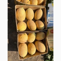 Продам диню Мазім