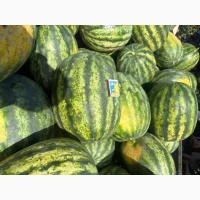 Продам кавун