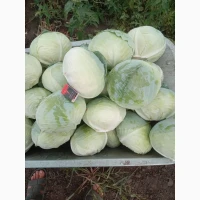 Продам капусту від виробника сорт Агрессор