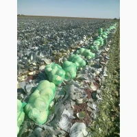 Продам капусту від виробника сорт Агрессор
