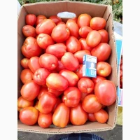 Продам помідор сливка сорт Галілея
