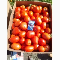 Продам помідор сливка сорт Галілея