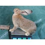 Кролики великаны (Фландр)