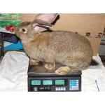 Кролики великаны (Фландр)