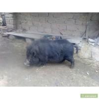 Продам вьетнамского хряка