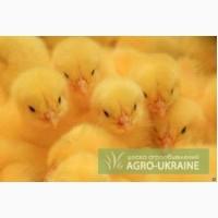 Продам, куплю курчата, каченята, гусенята