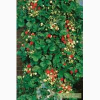 Вьющаяся клубника