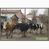 Продам коров оптом