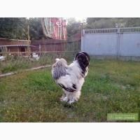 Продам кур светлой брамы