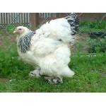 Продам кур светлой брамы