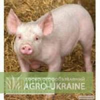 Продам поросят мясной породы