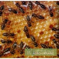 Продам бджолопакети, Львівська обл.