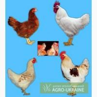 Куры несушки доминант янтарный д-843