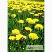 Одуванчик корень Кульбаба корінь