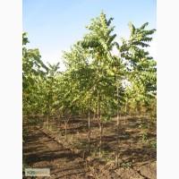 Саженцы: Орех меньчжурский, Орех чёрный, Орех серый