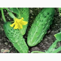 Продам огурцы Родничок