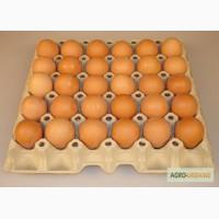 Продам яйца крупным оптом