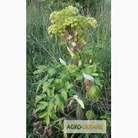 Купити дягель лікарський корінь