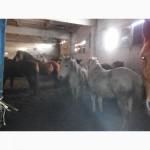 Продам лошат: тяжеловозы, орловские рысаки