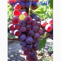 Саженцы винограда.