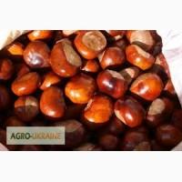 Продам каштан конский сушеный (плоды)