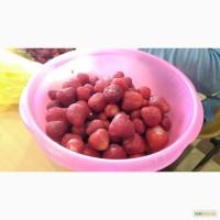 Куплю клубнику крупным оптом