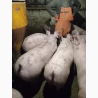 Закуповую свиней та свиноматок на мясо живою вагою