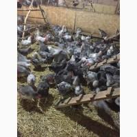 Продам инкубацыонные яйца